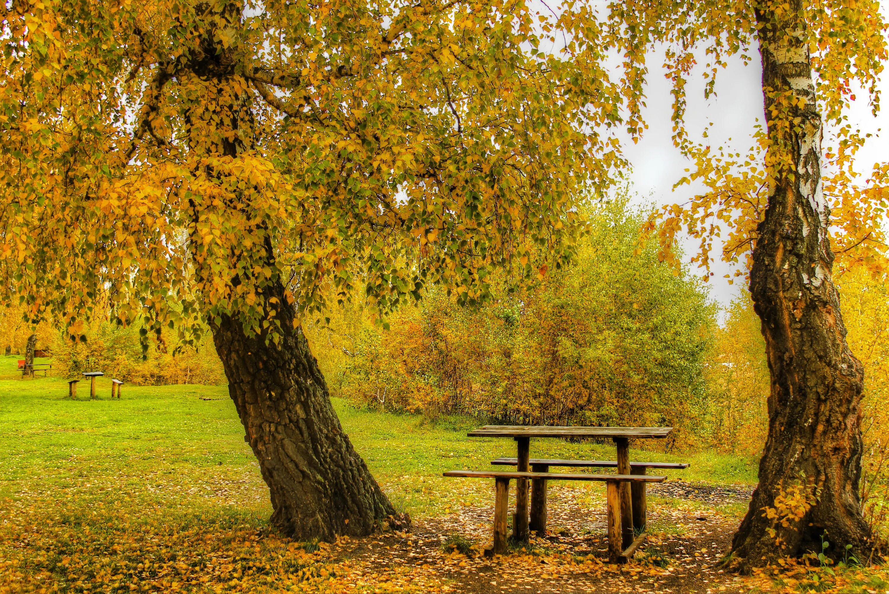 Осень без людей. Золотая осень деревья парк. Осень в парке. Осенний пейзаж со скамейкой. Осенний пейзаж с кленом.