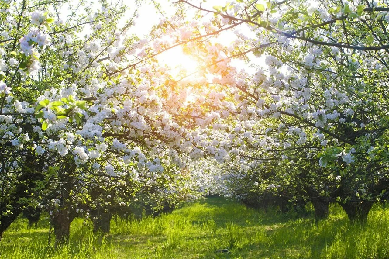 Май фото природы. Ясная Поляна цветение яблонь. Майский Цветущий Яблоневый сад. Цветущий Яблоневый сад весной. Яблоневый сад Балашиха.