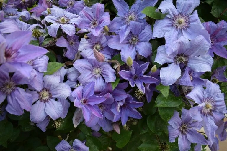 Клематис Министр (Clematis Minister) купить в Москве по низкой цене из питомника