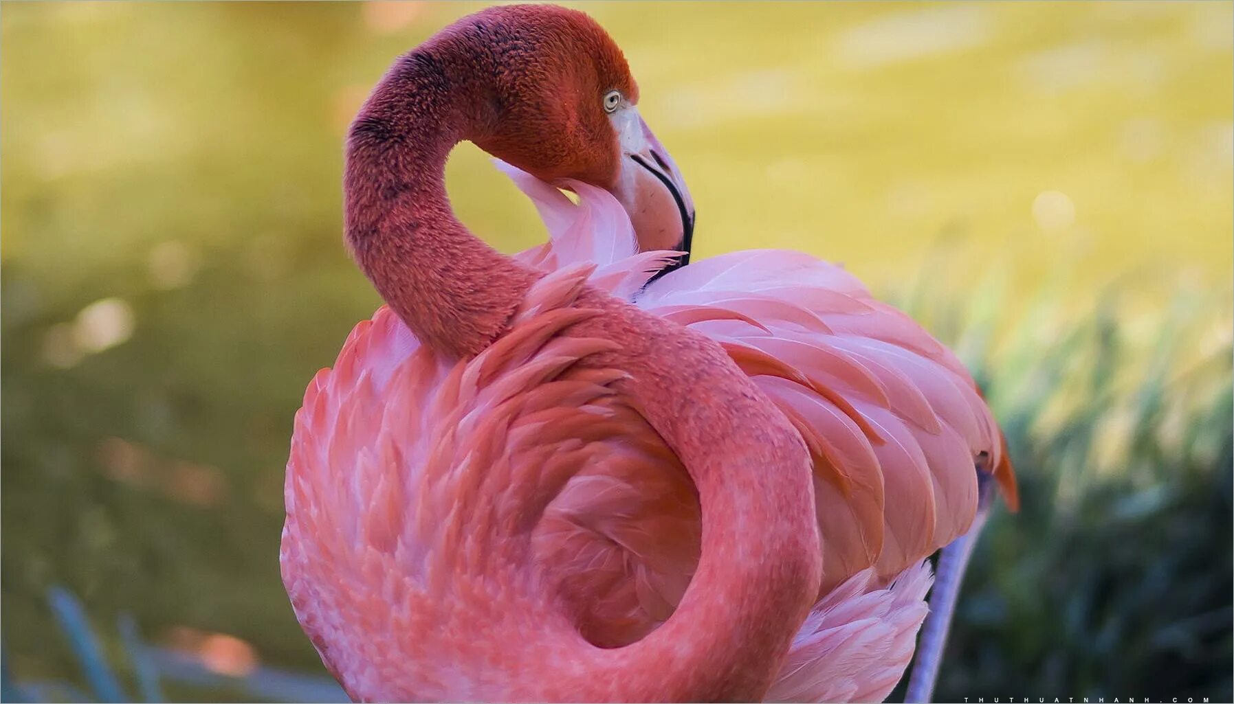 Розовый Фламинго птица. Обыкновенный Фламинго. Фламинго обыкновенный розовый. Розовый Фламинго 8к.