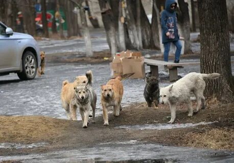 Бродячие собаки в городе