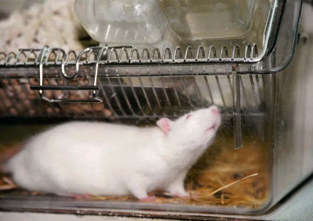 Крыса спит. Мышь с человеческим ухом на спине. Мышка лежит. Крыска спит. Крысы на спине.