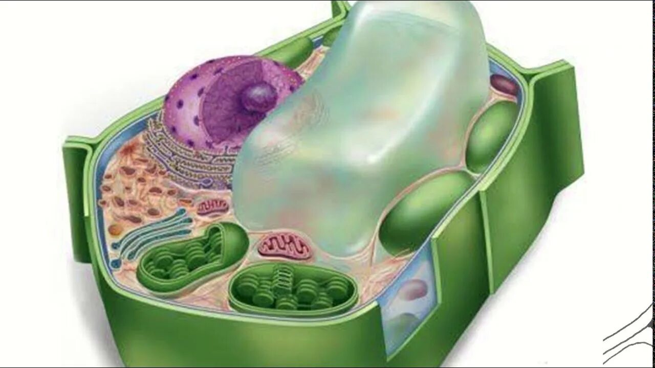 Хранение продуктов жизнедеятельности растительной. Вакуоль растительной клетки биология. Vacuole in animal Cell. Растительная клетка.