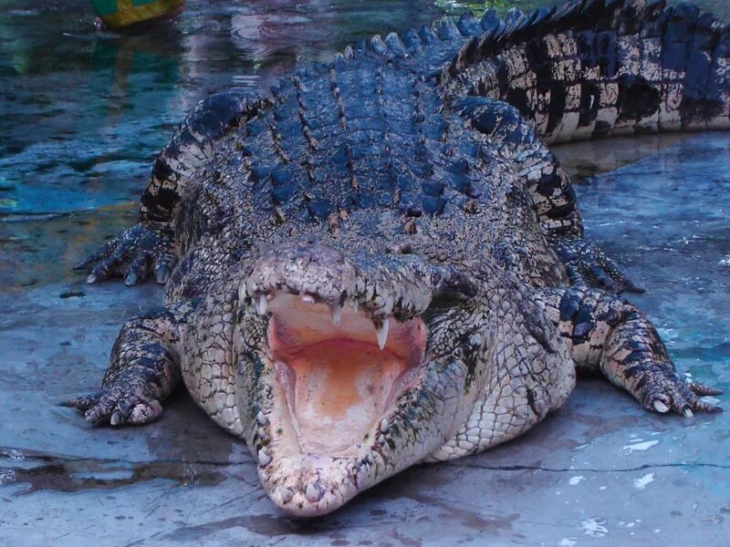 10 самых больших животных. Гребнистый крокодил. Гребнистый крокодил в Австралии. Гребнистый крокодил интересные факты. Самый большой крокодил в мире.