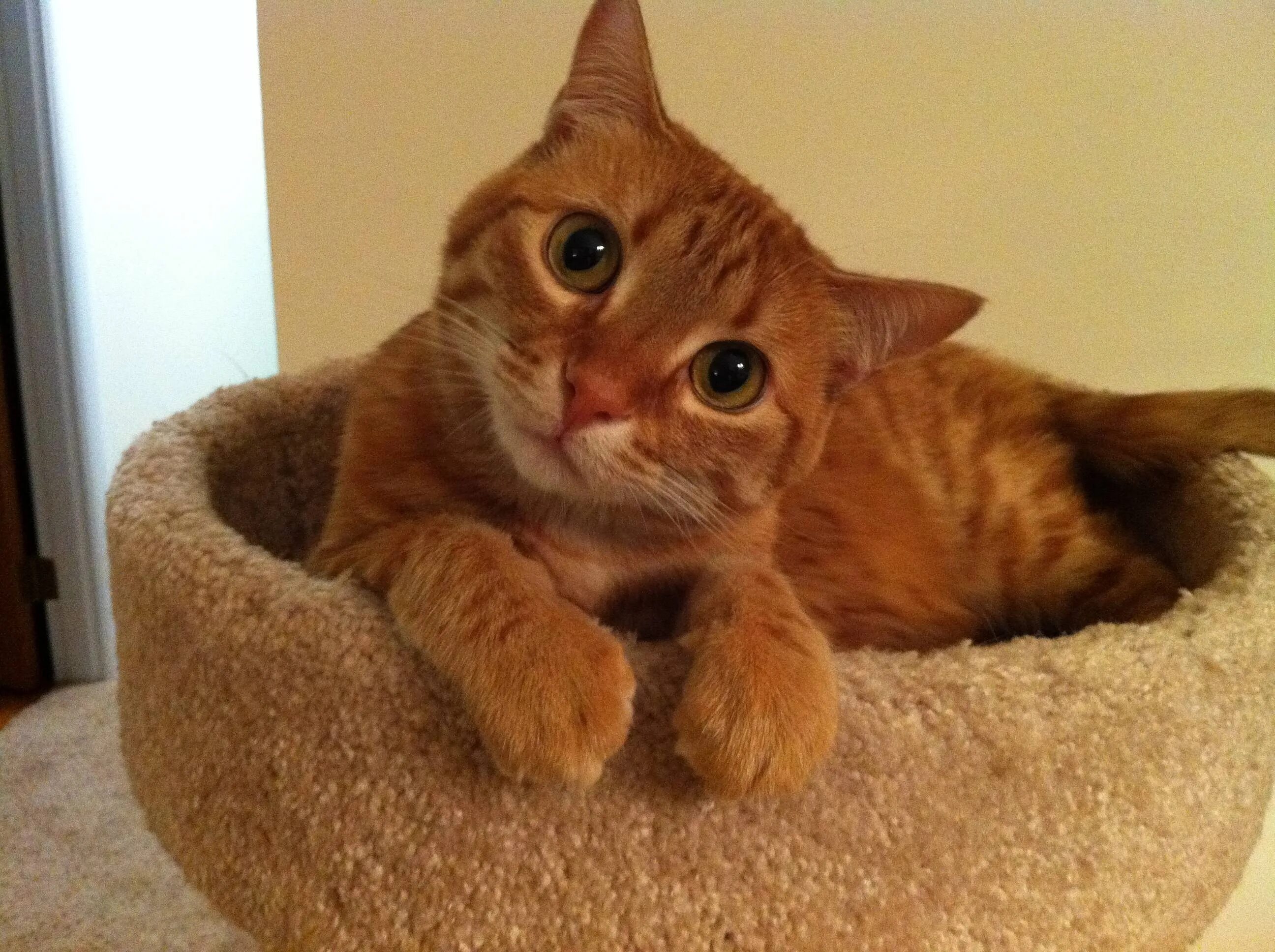 Мокрая кошка. Прикольный кот. Очень смешной кот. Приколы с котами. Котики смешные.