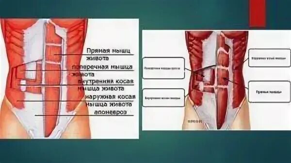 Растяжение мышц живота симптомы. Мышцы передней брюшной стенки анатомия. мышцы передней брюшной стенки живота. мышцы передней стенки брюшной полости. болят мышцы внизу живота сбоку.