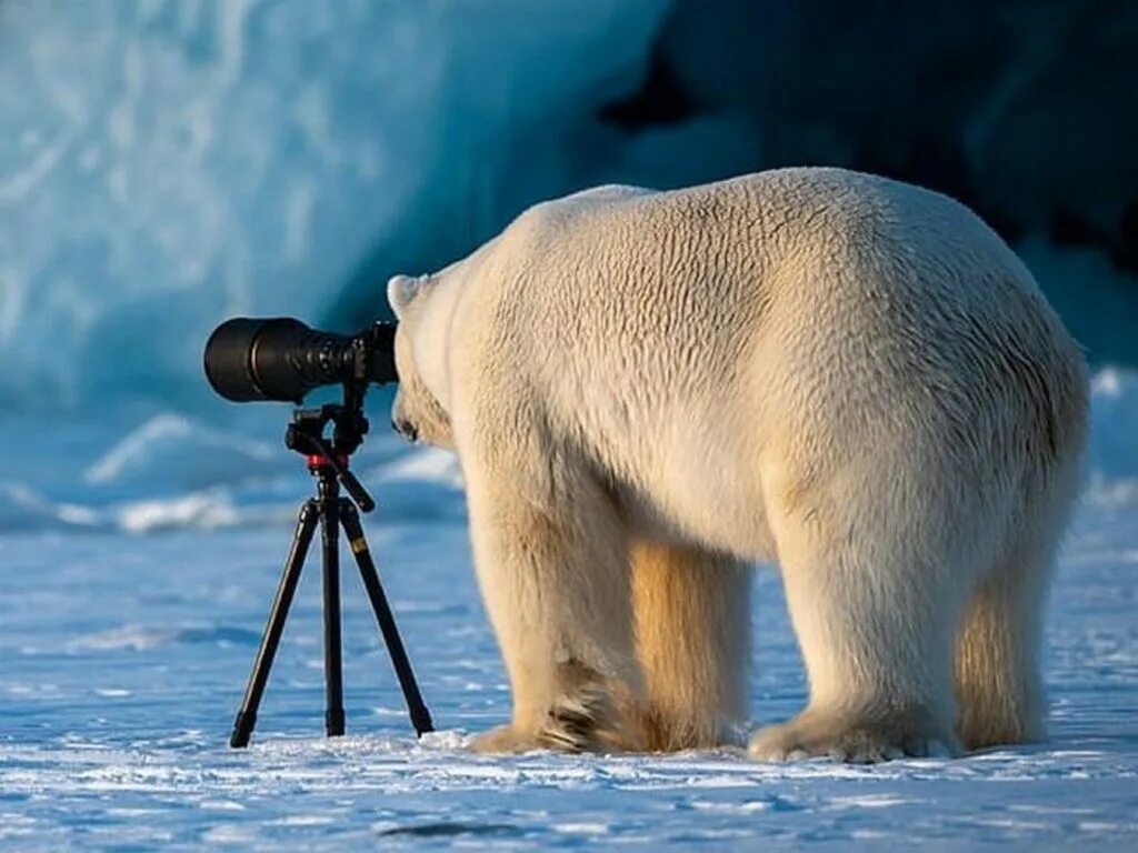 Медведь мультяшный. Медведь купается. Медведь работа. Медвежонок мультяшный. Мишка на работе.