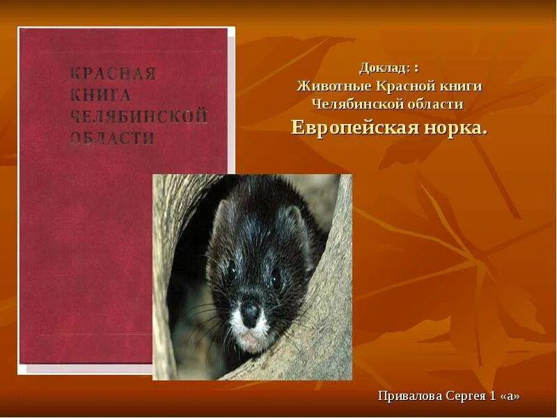 Красная книга челябинской области животные. Европейская норка красная книга Челябинской области. Животные красной книги Челябинской области. Животные красной книги Челябинской области европейская норка. Кавказская европейская норка красная книга.