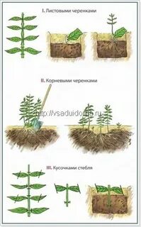 Флоксы расстояние посадки
