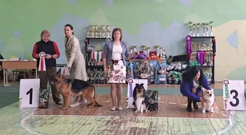 Выставки собак в твери