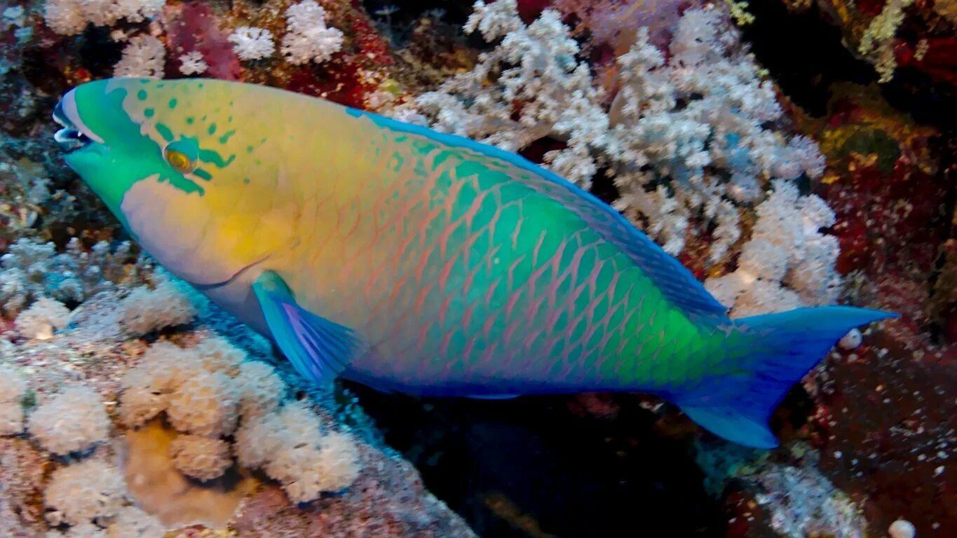 Polaris parrotfish