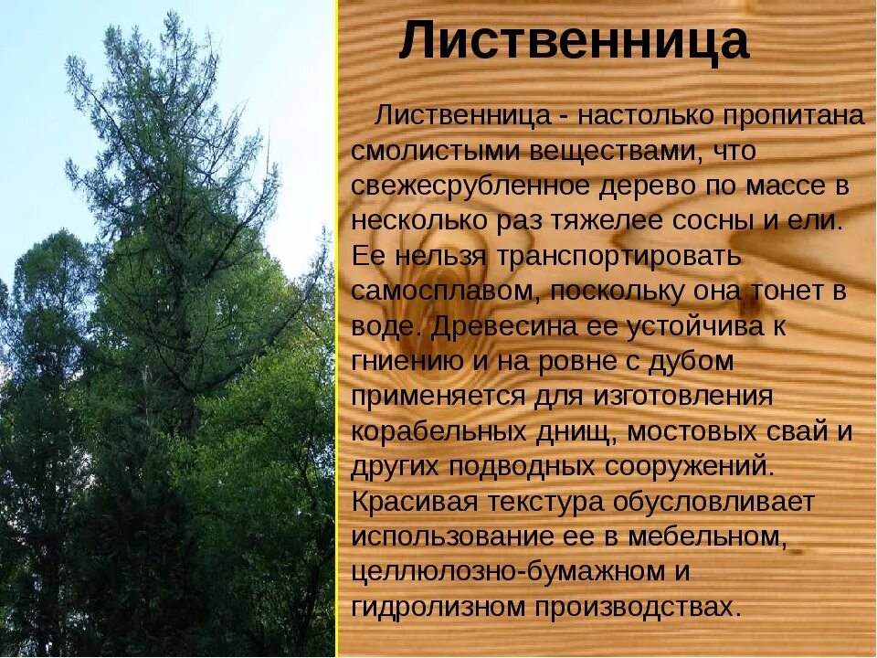 В растительном покрове преобладают хвойные породы деревьев. Сосна Сибирская и лиственница Сибирская. Лиственница Сибирская древесина. Лиственница Сибирская распространение. Лиственница описание древесины.