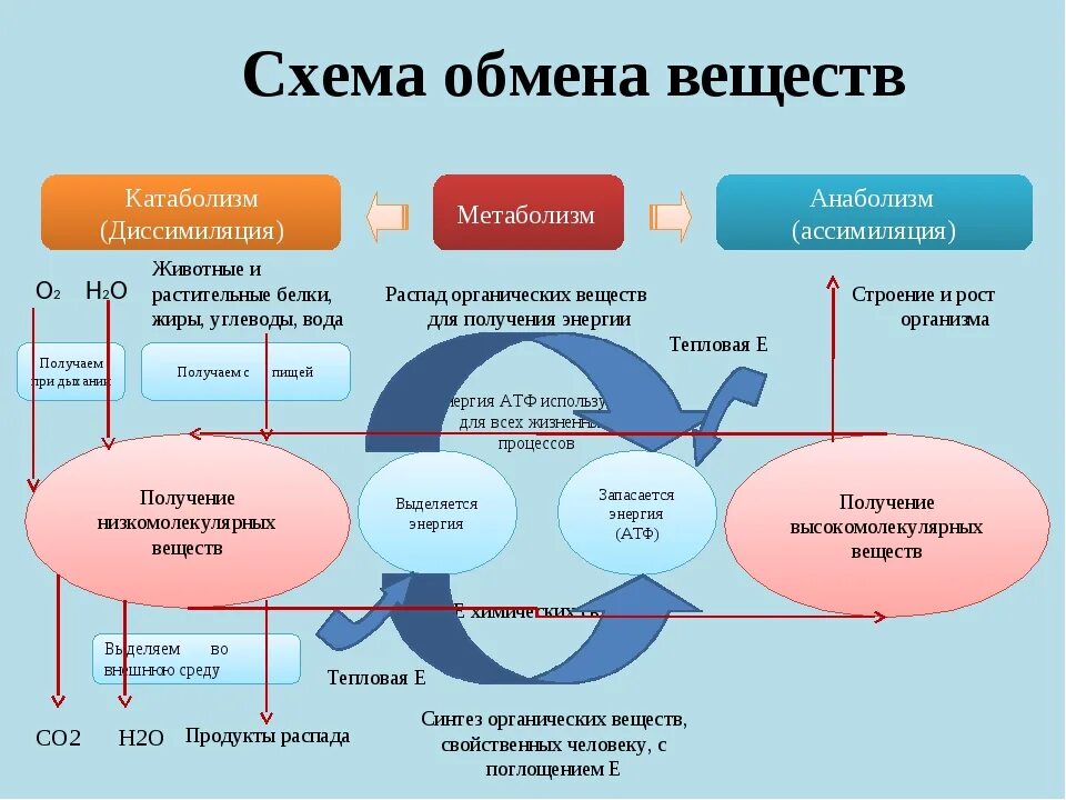 Конечные продукты обмена у человека. Общая схема обмена веществ в организме. Схема основных этапов обмена веществ. Схема обмена веществ и энергии в организме человека. Процессы происходящие при обмене веществ в организме.