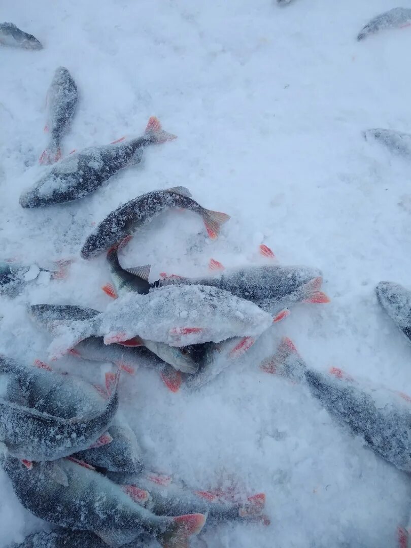 Рыба в псковском озере. Озеро жижицкое псковская область рыбалка. Псковское озеро рыбы. Рыбалка на озерах мурманск. Рыба в псковском озере.