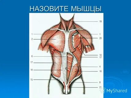 Стенки туловища