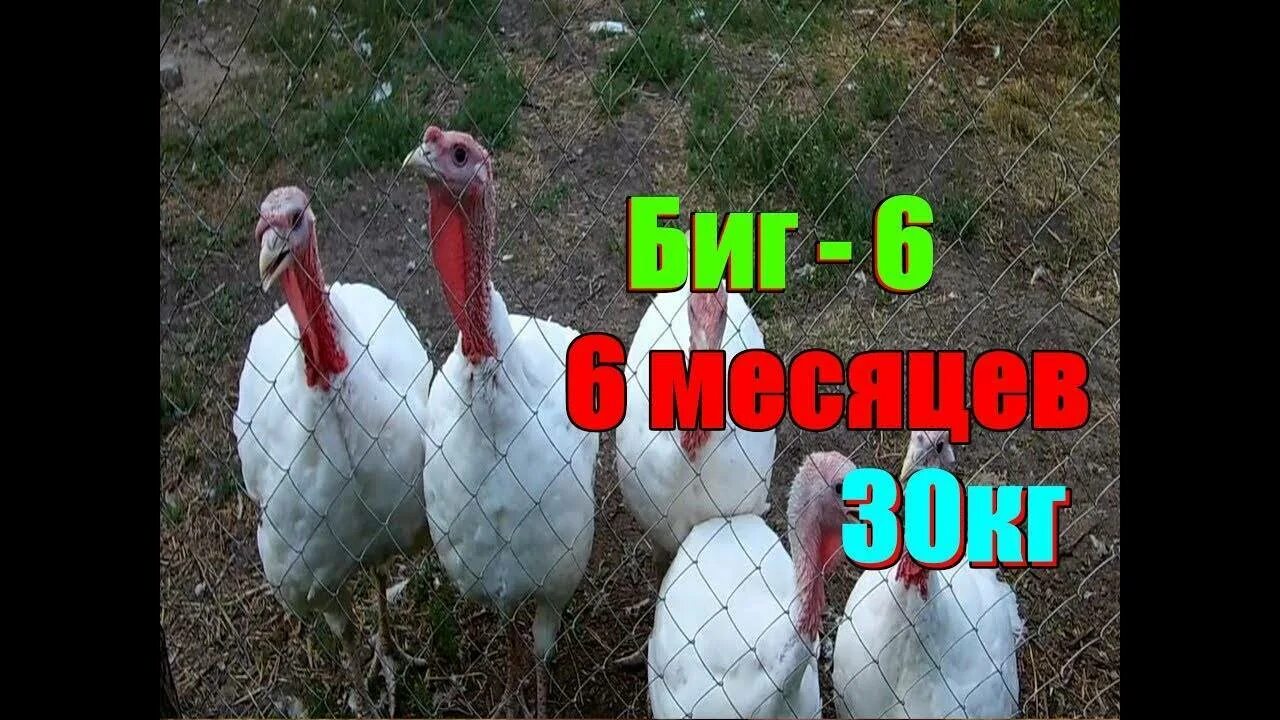 Индюки биг 6 содержание. Кросс Биг 6 индюки. Индюшата бройлерные Биг 6. Бройлерные индюки Биг 6. Индюк тяжелого кросса Биг 6.