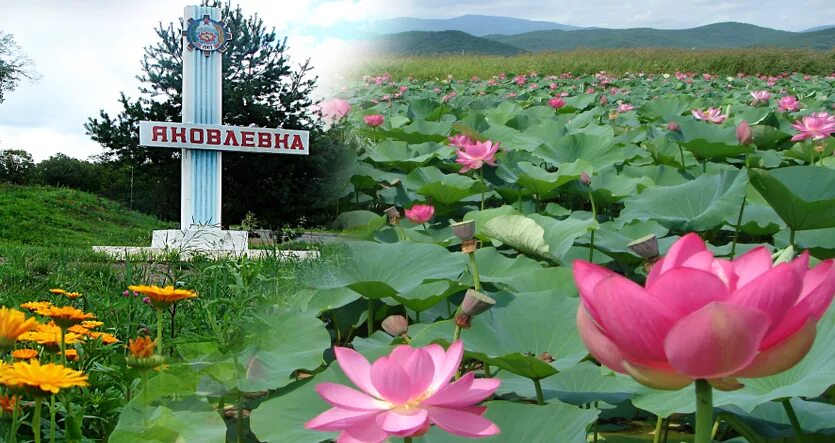 Погода в приморском крае яковлевском районе. Новосысоевка яковлевского района. Село яблоновка яковлевский район приморский край. Яковлевка приморский край. Яковлевка (приморский край) 2015.