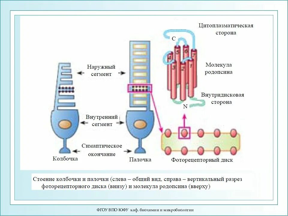 Пигмент йодопсин. Схема строения палочек и колбочек. Строение палочек и колбочек. Диски палочек и колбочек. Строение глаза колбочки и палочки.