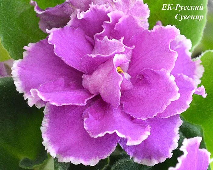 Фиалка angel's innocence. Фиалка русски. Фиалка русская красавица. Фиалка ек марсианка. Фиалка джоли.