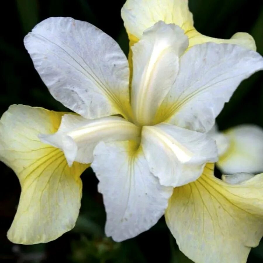 Ирис шуга. Ирис сибирский butter and sugar. ирис сибирский (iris sibirica `butter and sugar`). ирис баттер энд шугар. ирис сибирский йеллоу тейл.