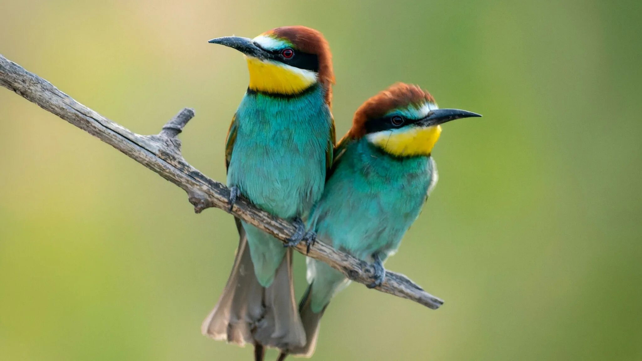 Птичка на ветке. Две птички. Красивые птички. Пара птиц. Яркие птицы.