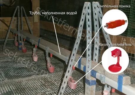 На какой высоте ниппельные поилки для кур