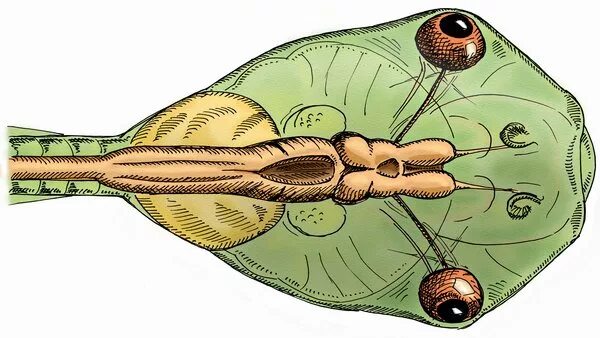 Какие особенности строения головастиков. Строение головастика лягушки. Xenopus laevis головастик. Строение головастика. Анатомия головастика.