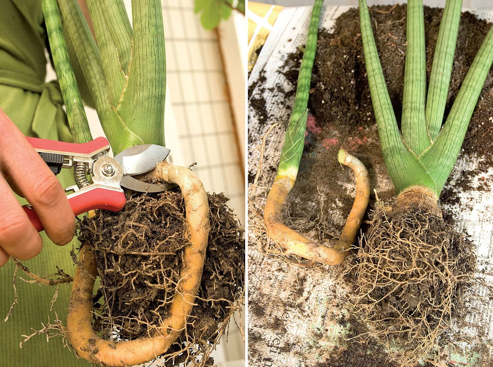 Листовые черенки сансевьеры. Как размножается сансевиерия. Сансевиерия размножение листом. Сансевиерия лауренти. Листовые черенки сансевьеры.