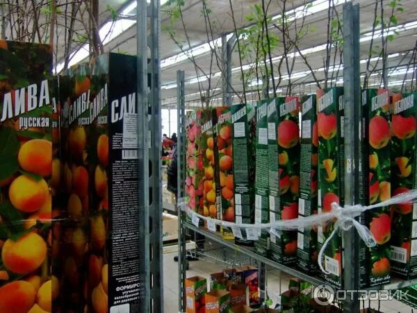 Садовый центр совхоз. Садовый центр измайловского совхоза декоративного садоводства. садовый центр в измайлово 16 парковая. измайловское производственное управление садовый центр, москва. садовый центр 16-я парковая.