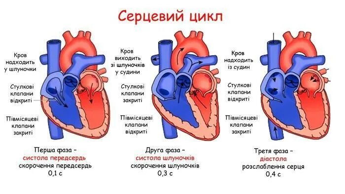 Общее расслабление сердца. Схема сердца в диастолу. систола диастола таблица. расположение клапанов сердца в фазе общего расслабления?. механический сердечный цикл.