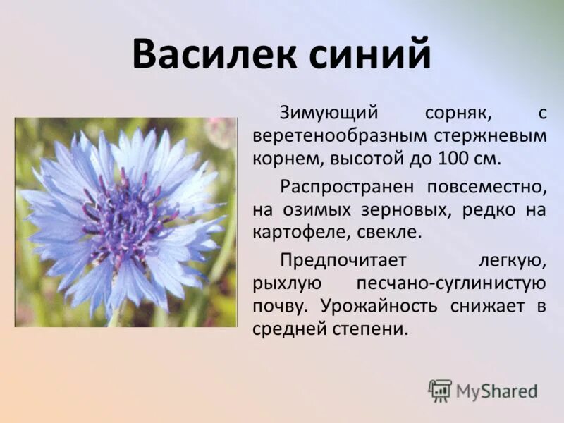 Василек Покрытосеменные Василек синий. Василек описание растения 3 класс. Василек полевой описание растения. Василек текст описание