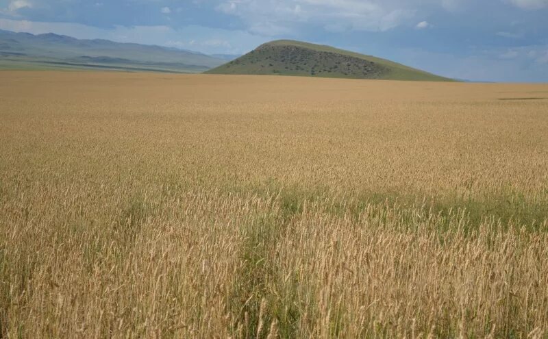белоозерск бурятия джидинский район. погода белоозерск бурятия. районный центр джидинского района. погода белоозерск бурятия. белоозерск бурятия джидинский район.