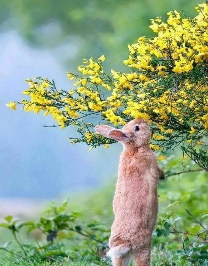 Spring animals