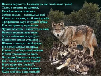 Волки в гости пришли