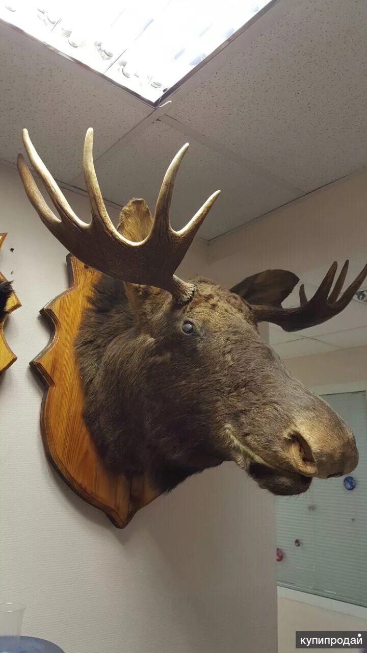 Таксидермия рога оленя. Голова лося снизу. Чучело головы сохатого. Чучела животных в интерьере. Чучело головы сохатого.