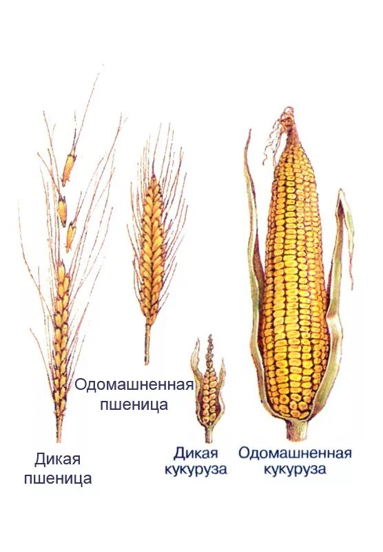 Пшеница дикорастущая и культурная. Triticum boeoticum. Признаки дикорастущей пшеницы. Твердые сорта пшеницы. Декоративные растения семейства злаковых.
