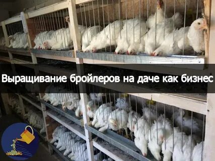 План бройлер
