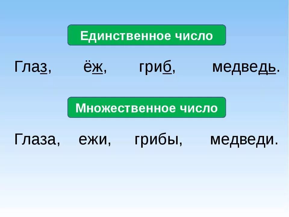 Еж во множественном числе. Глаза число единственное или множественное. Заяц во множественном числе. Очи в единственном числе. Сторожа единственное число