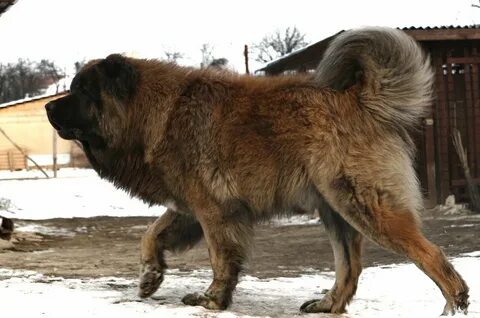 Кавказские больше
