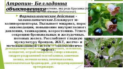 Белладонна перевод