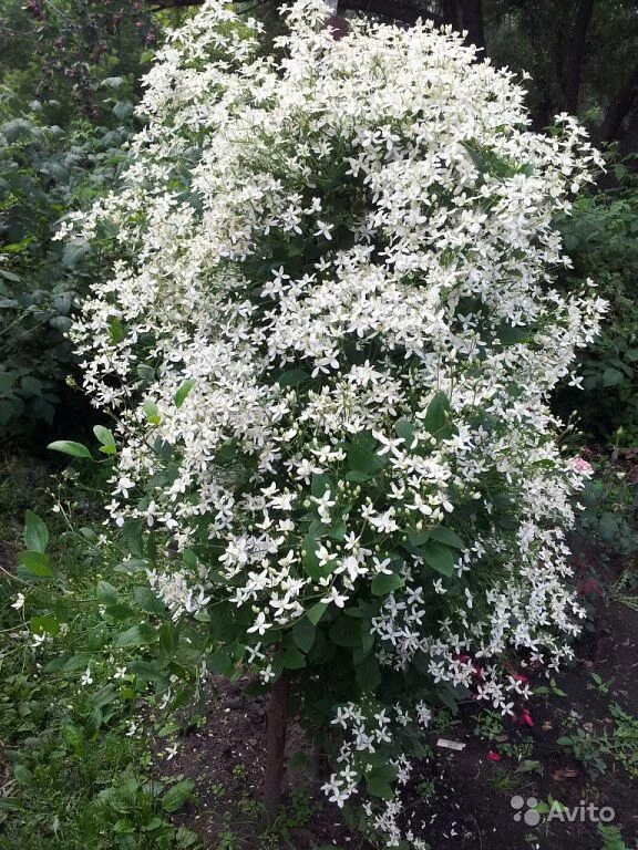 Клематис маньчжурский ЗКС купить, отзывы, фото, доставка - ОКЕАН-СП
