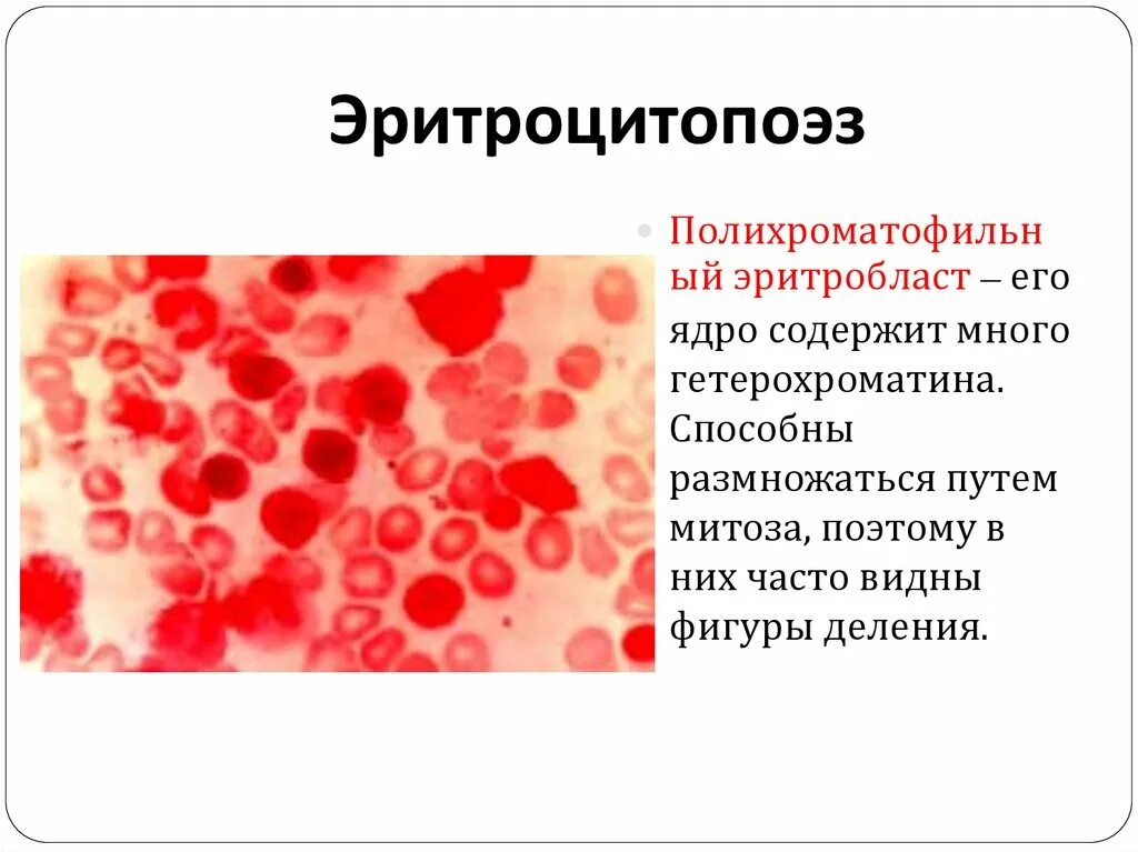 Эритроцитопоэз. Эритроцитопоэз
