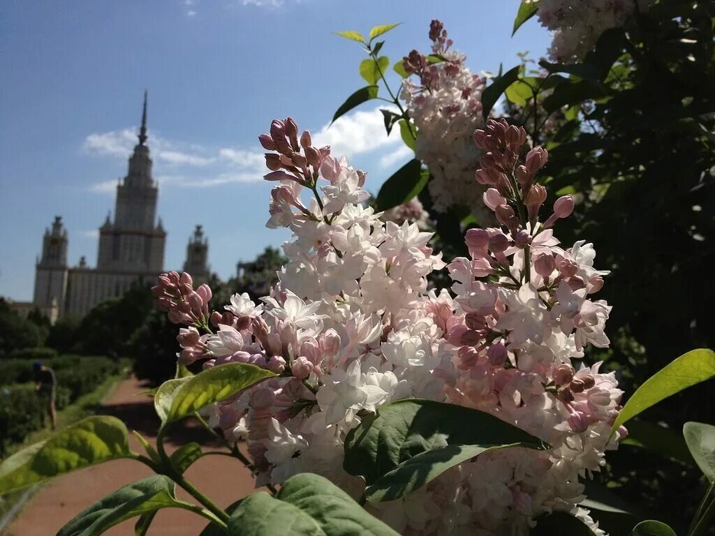 Саженцы мгу. Сирень обыкновенная красавица Москвы. Сорт сирени красавица Москвы. Сирень красавица Москвы куст. Сирень обыкновенная красавица Москвы куст.