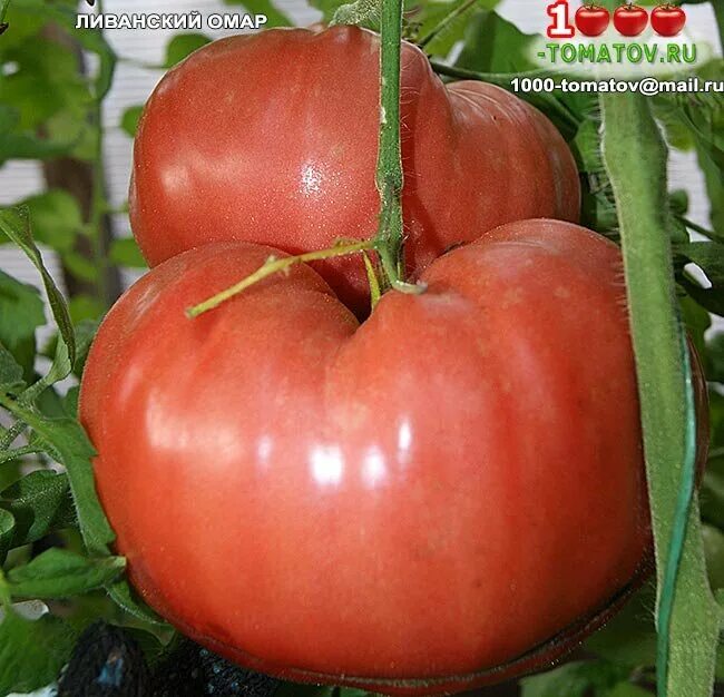 Король ананас х Ливанские горы