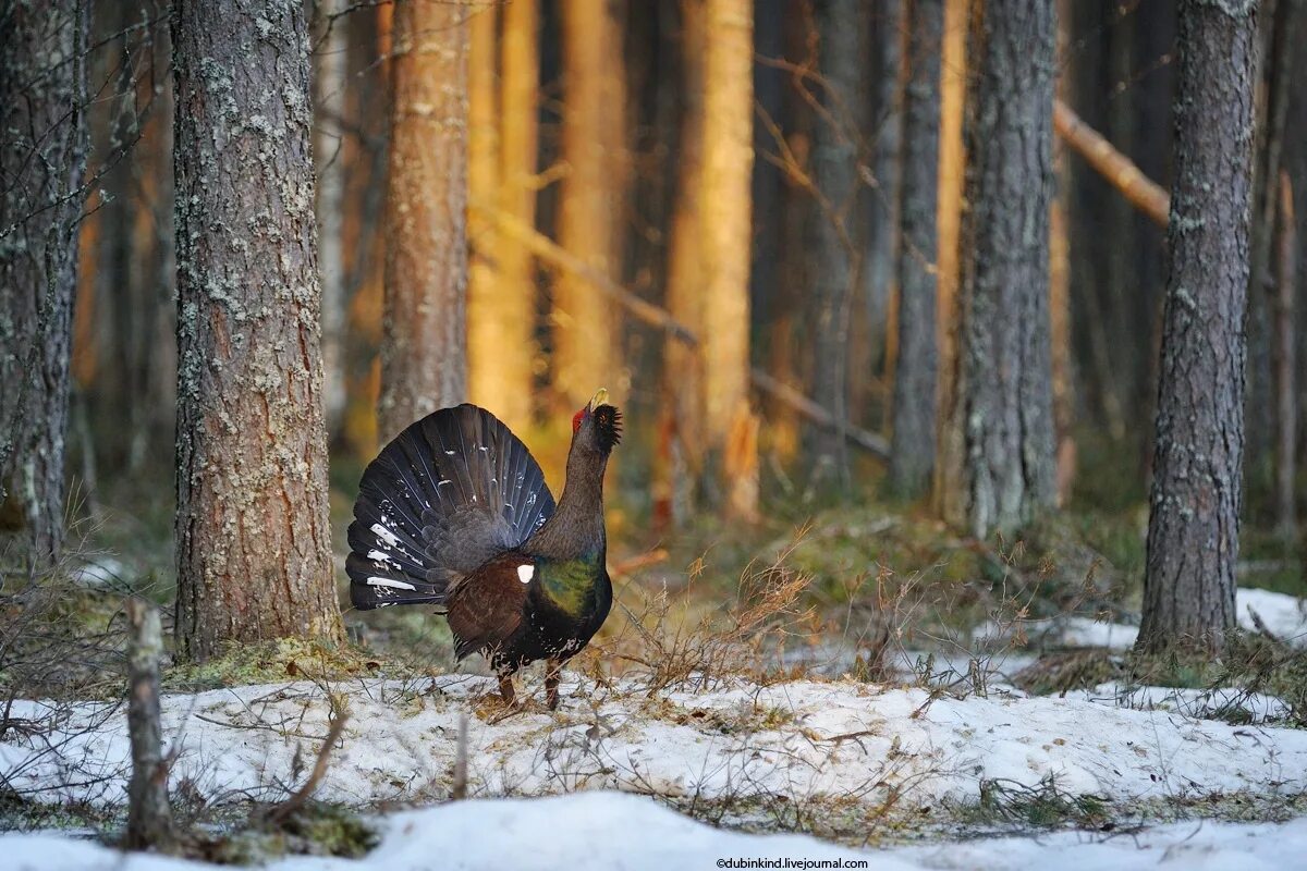 обыкновенный глухарь. чернобрюхий глухарь. глухарь тетерев рябчик. птицы леса глухарь. птицы леса глухарь.