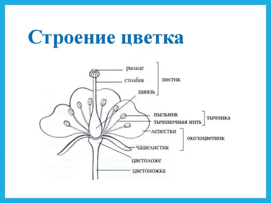 Структура цветка биология 6 класс. Схема строения цветка 7 класс биология. Схема строения цветка 6 класс биология. Чашелистики пестик тычинки венчик. Строение цветка подписать части цветка