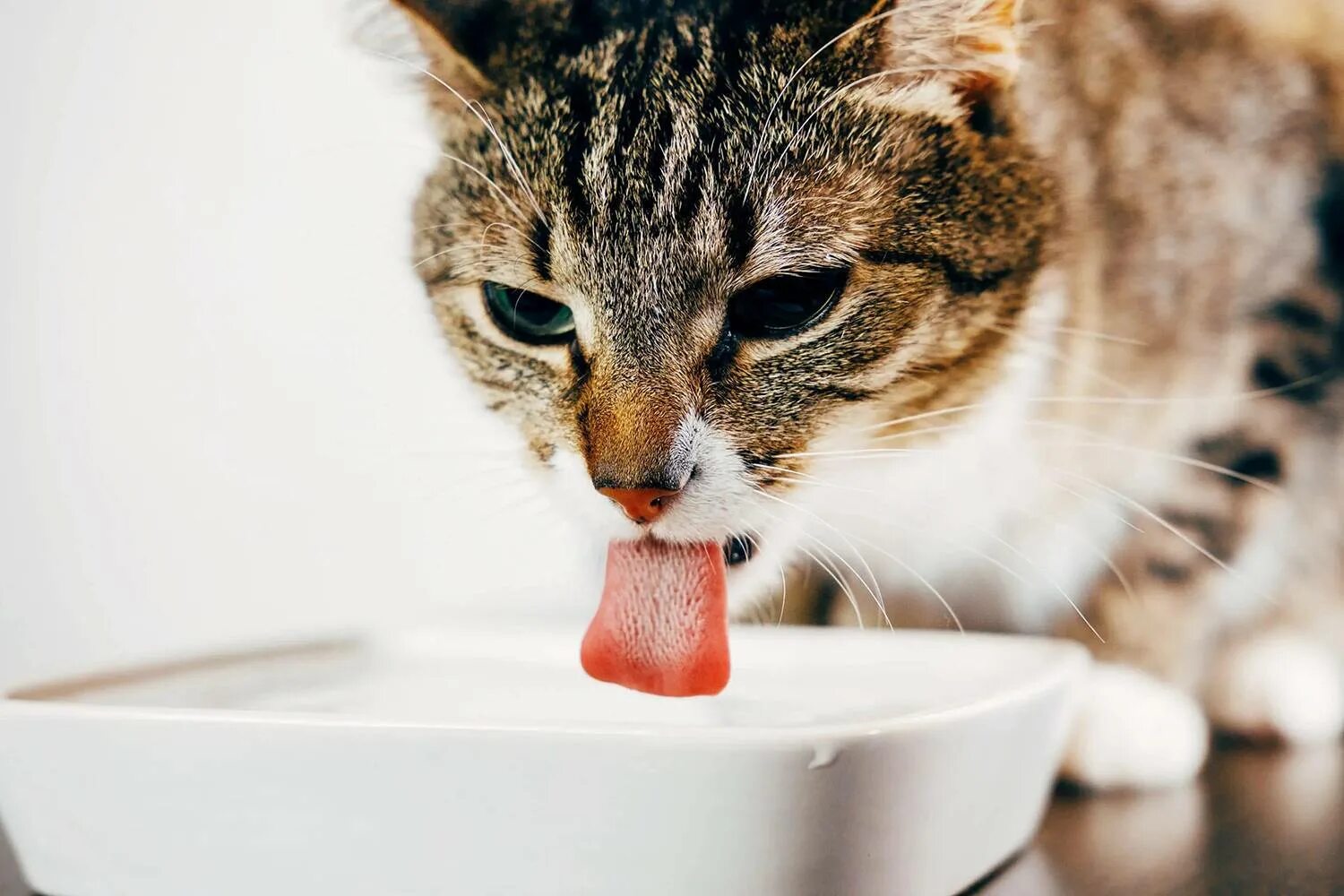 Кошка пьет воду. Кот лакает. Кошка пьет из миски. Кошка пьёт воджу.