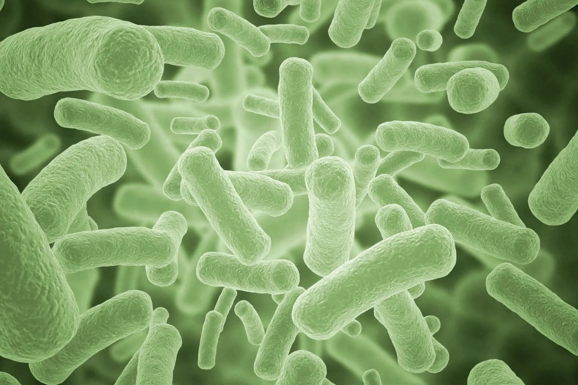 Бактерия чужеродная. Бактерии. Бактерии и антибиотики микроскоп. Клетки бактерий под микроскопом. Палочковидные бактерии под микроскопом.