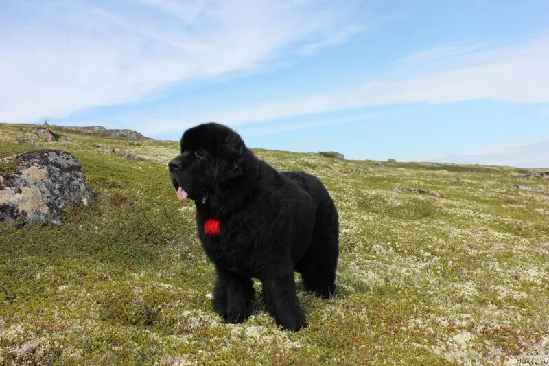 Кто открыл ньюфаундленд. Ньюфаундленд. Ньюфаундленд (порода собак). Черный терьер ньюфаундленд. Смигар питомник ньюфаундлендов.