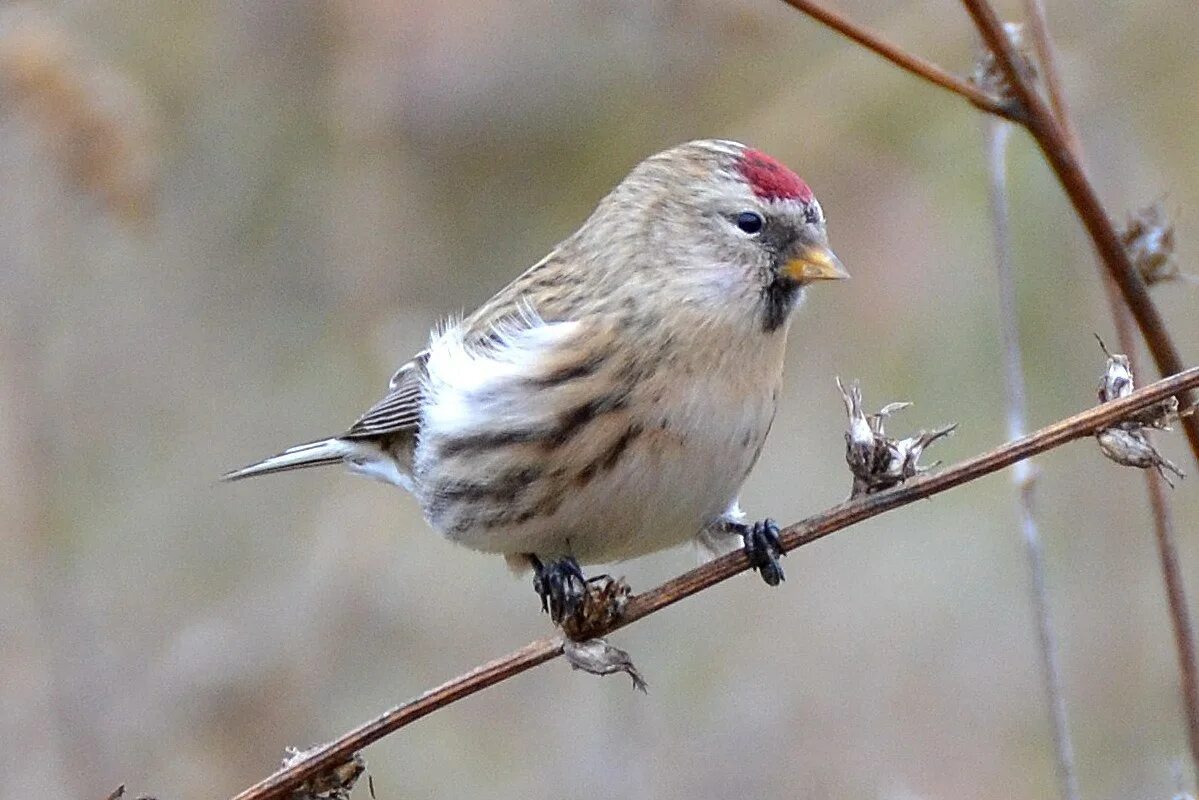 Птица с пятнами на голове. Чечётка (обыкновенная чечётка) (acanthis flammea (carduelis flammea)). Серая птичка чечетка. Птичка краснобрюхая горихвостка. Чечётка (обыкновенная чечётка) (acanthis flammea (carduelis flammea)).
